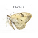 Moths sp. China, NW of Yunnan, Xiangerila area, Weixi county, N of Mt.Yunling.1Pcs. EA2497.