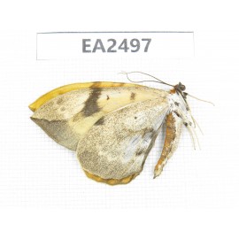 Moths sp. China, NW of Yunnan, Xiangerila area, Weixi county, N of Mt.Yunling.1Pcs. EA2497.