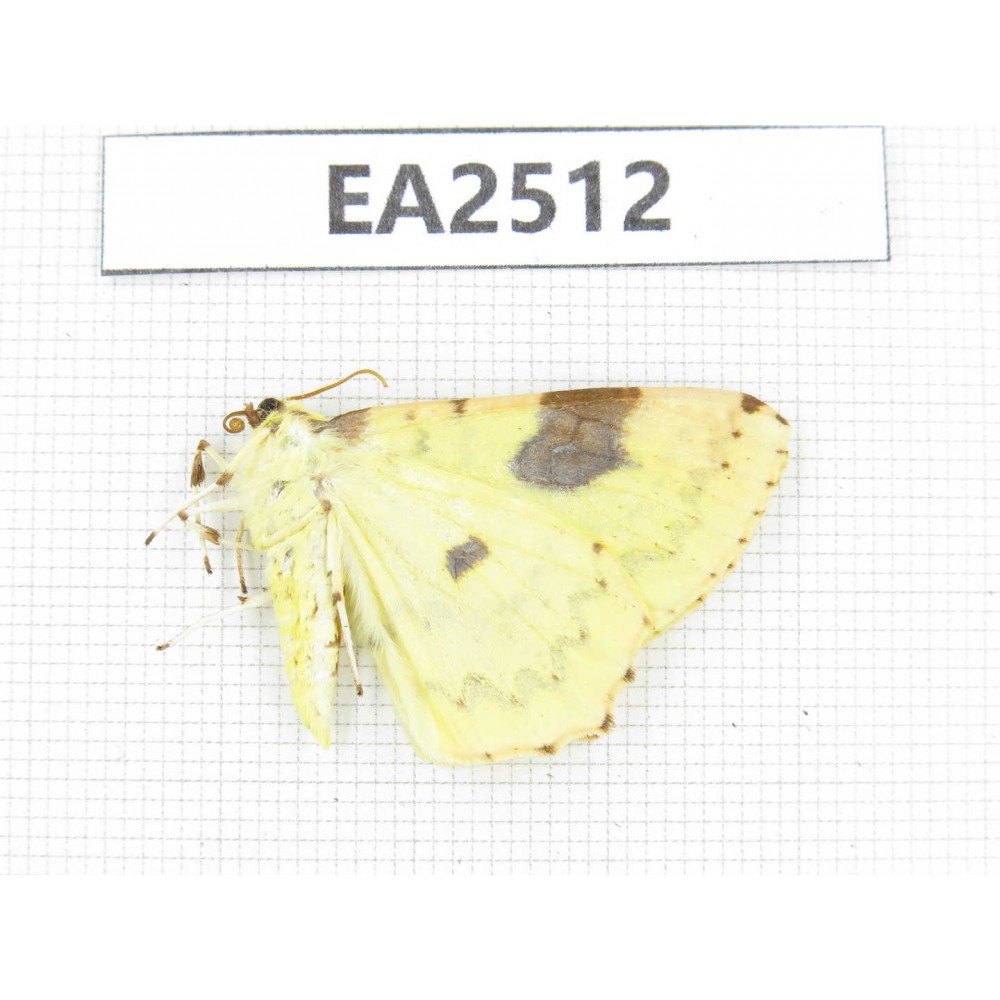 Geometridae sp. China, NW of Yunnan, Xiangerila area, S of Weixi county. 1Pcs. EA2512.