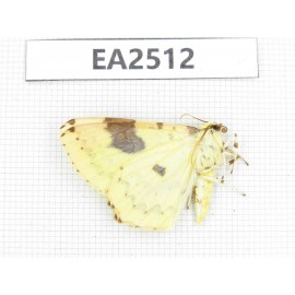 Geometridae sp. China, NW of Yunnan, Xiangerila area, S of Weixi county. 1Pcs. EA2512.