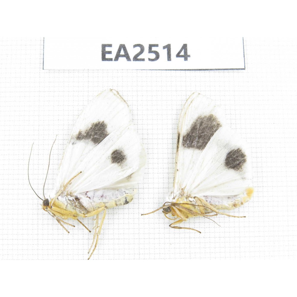 Arctiidae sp. China, NW of Yunnan, Xiangerila area, S of Weixi county.2Pcs. EA2514.