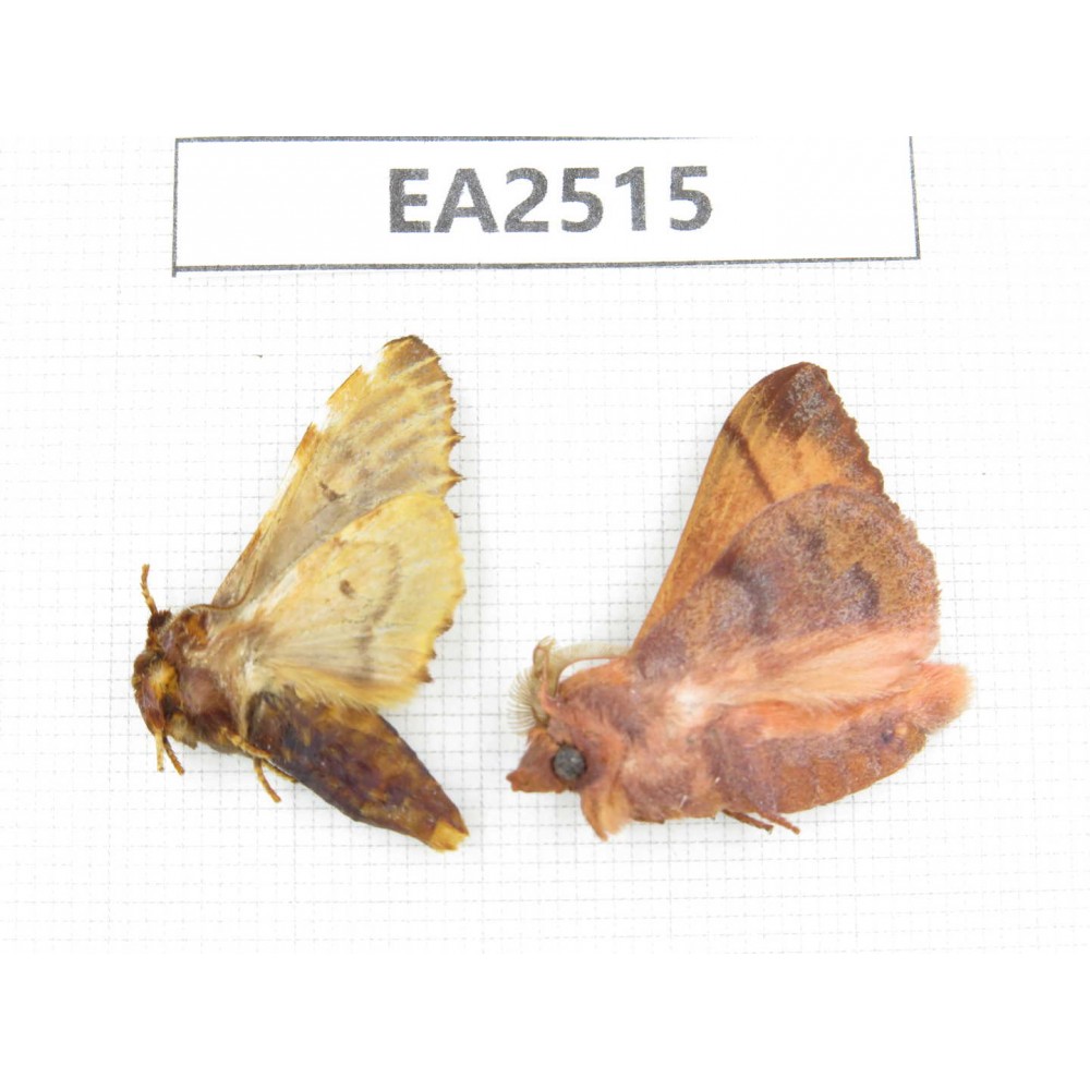Moths sp. China, NW of Yunnan, Xiangerila area, S of Weixi county. 2Pcs. EA2515.