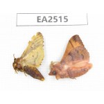 Moths sp. China, NW of Yunnan, Xiangerila area, S of Weixi county. 2Pcs. EA2515.