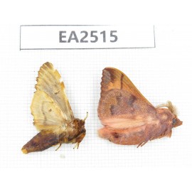 Moths sp. China, NW of Yunnan, Xiangerila area, S of Weixi county. 2Pcs. EA2515.