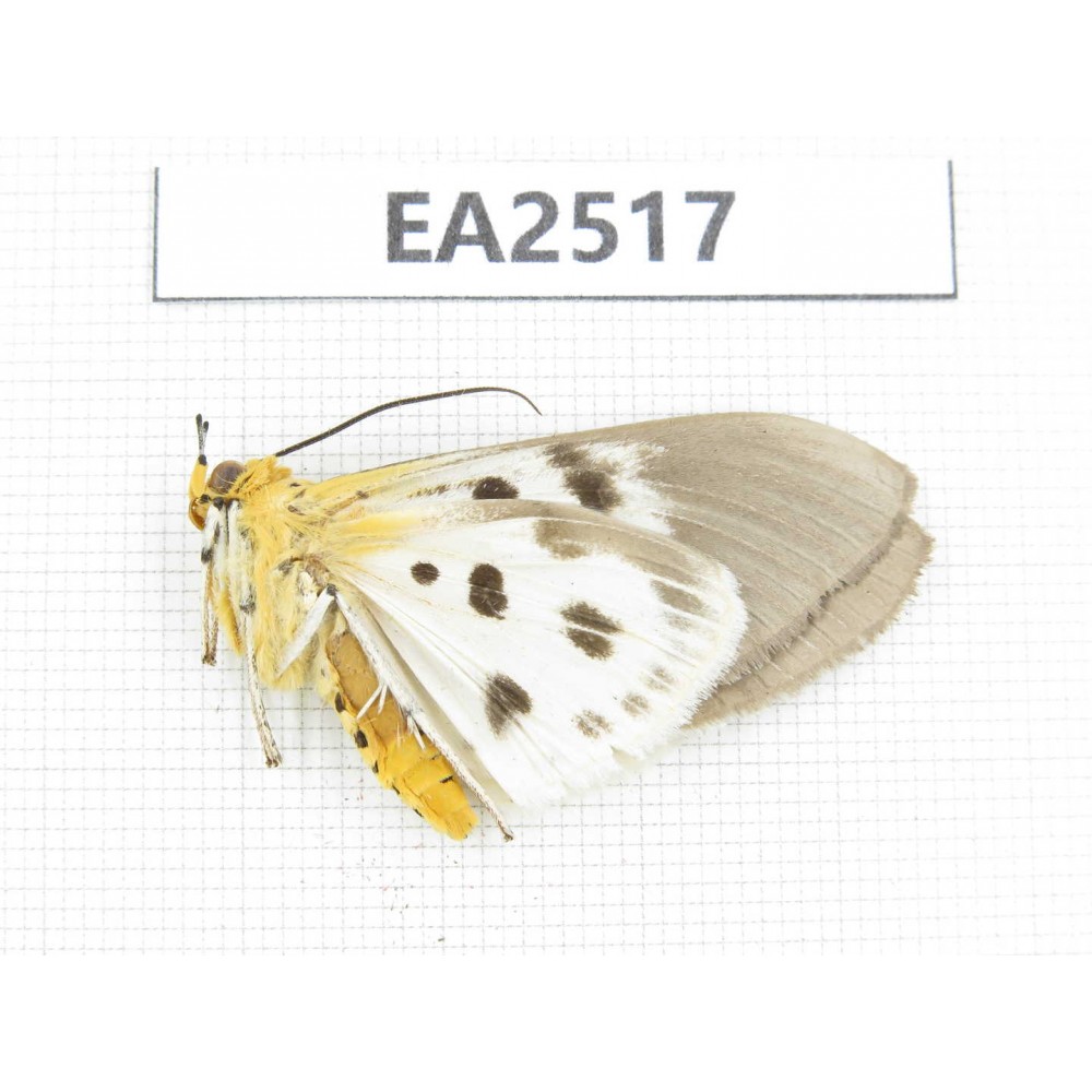 Arctiidae sp. China, W of Yunnan, Dali area, Yangbi county, S of Mt.Cangshan. 1Pcs. EA2517.