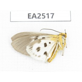 Arctiidae sp. China, W of Yunnan, Dali area, Yangbi county, S of Mt.Cangshan. 1Pcs. EA2517.