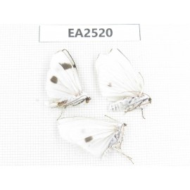 Arctiidae sp. China, W of Yunnan, Dali area, Yangbi county, S of Mt.Cangshan. 3Pcs. EA2520.