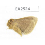 Moths sp. China, W of Yunnan, Dali area, Yangbi county, S of Mt.Cangshan. 1Pcs. EA2524.