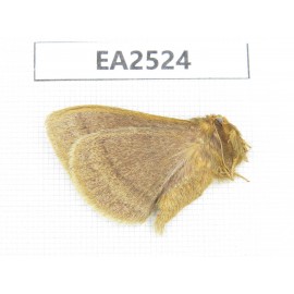 Moths sp. China, W of Yunnan, Dali area, Yangbi county, S of Mt.Cangshan. 1Pcs. EA2524.