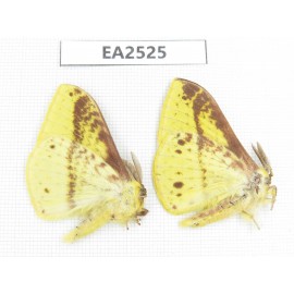 Geometridae sp. China, W of Yunnan, Dali area, Yangbi county, S of Mt.Cangshan. 2Pcs. EA2525.