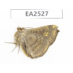 Moths sp. China, W of Yunnan, Dali area, Yangbi county, S of Mt.Cangshan. 1Pcs. EA2527.