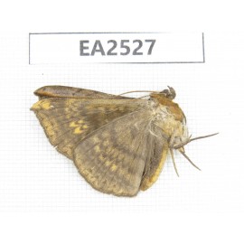Moths sp. China, W of Yunnan, Dali area, Yangbi county, S of Mt.Cangshan. 1Pcs. EA2527.