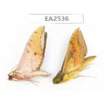Sphingidae sp. China, W of Yunnan, Dali area, Yangbi county, S of Mt.Cangshan. 2Pcs. EA2536.
