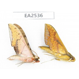Sphingidae sp. China, W of Yunnan, Dali area, Yangbi county, S of Mt.Cangshan. 2Pcs. EA2536.