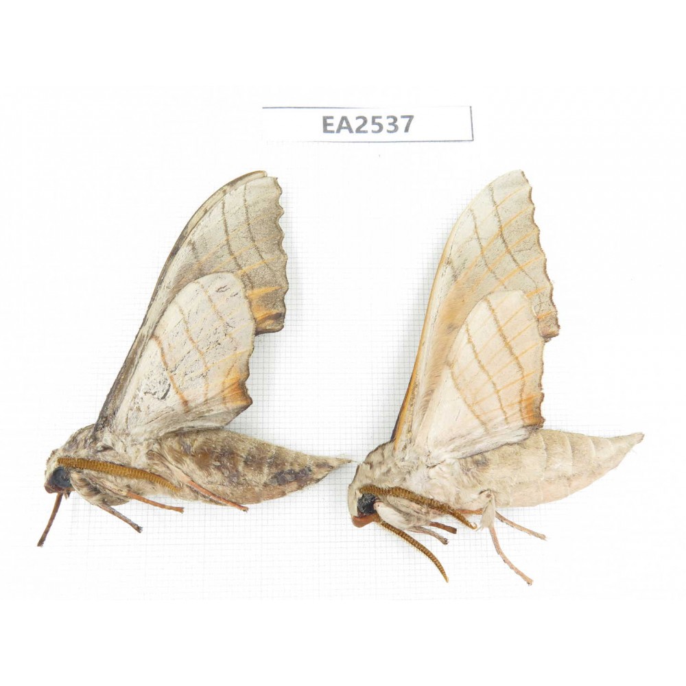 Sphingidae sp. China, W of Yunnan, Dali area, Yangbi county, S of Mt.Cangshan. 2Pcs. EA2537.