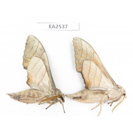 Sphingidae sp. China, W of Yunnan, Dali area, Yangbi county, S of Mt.Cangshan. 2Pcs. EA2537.