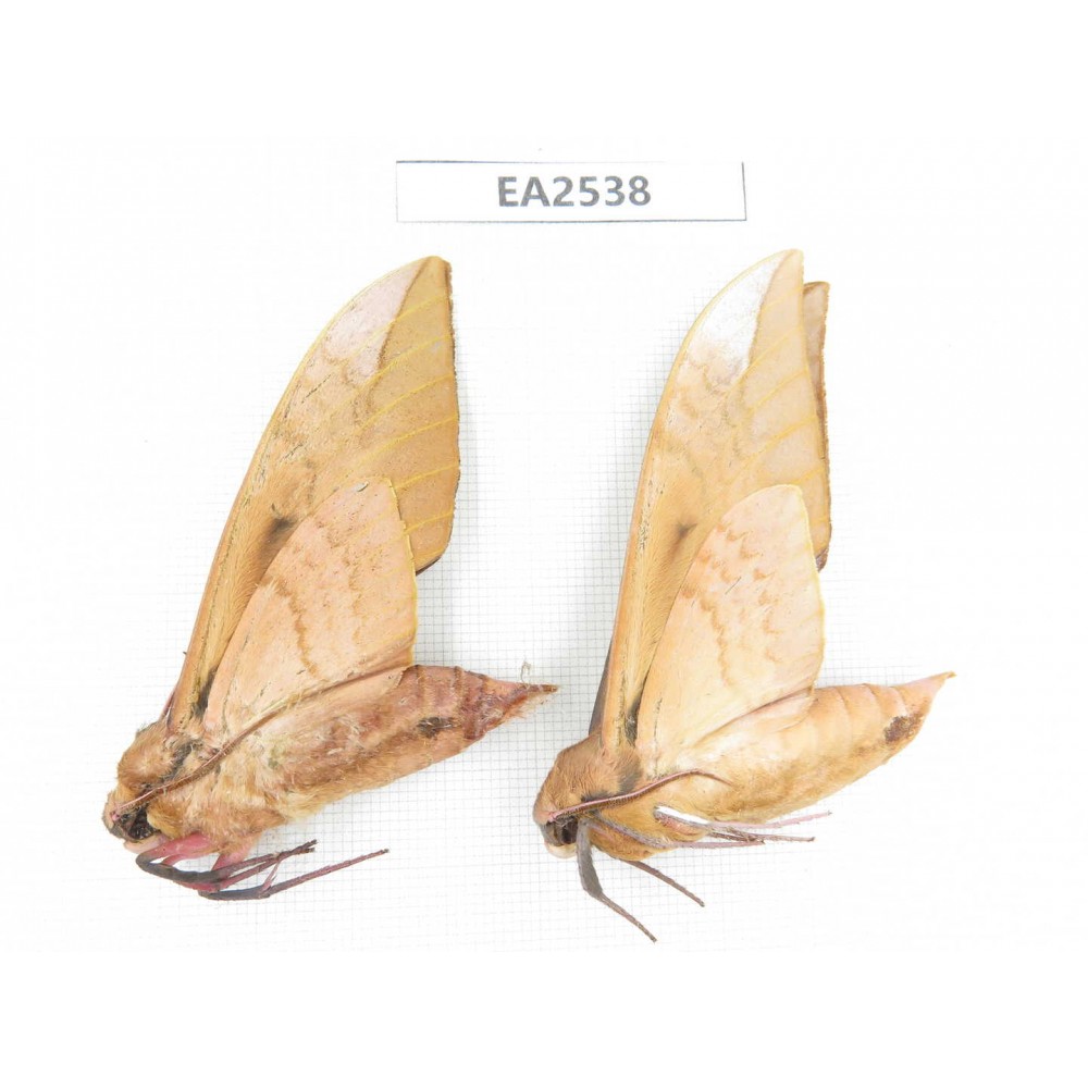 Sphingidae sp. China, W of Yunnan, Dali area, Yangbi county, S of Mt.Cangshan. 2Pcs. EA2538.