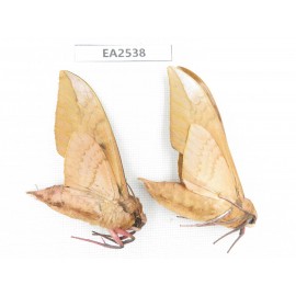 Sphingidae sp. China, W of Yunnan, Dali area, Yangbi county, S of Mt.Cangshan. 2Pcs. EA2538.
