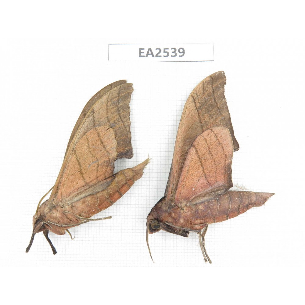 Sphingidae sp. China, W of Yunnan, Dali area, Yangbi county, S of Mt.Cangshan. 2Pcs. EA2539.