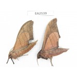 Sphingidae sp. China, W of Yunnan, Dali area, Yangbi county, S of Mt.Cangshan. 2Pcs. EA2539.