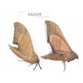 Sphingidae sp. China, W of Yunnan, Dali area, Yangbi county, S of Mt.Cangshan. 2Pcs. EA2539.