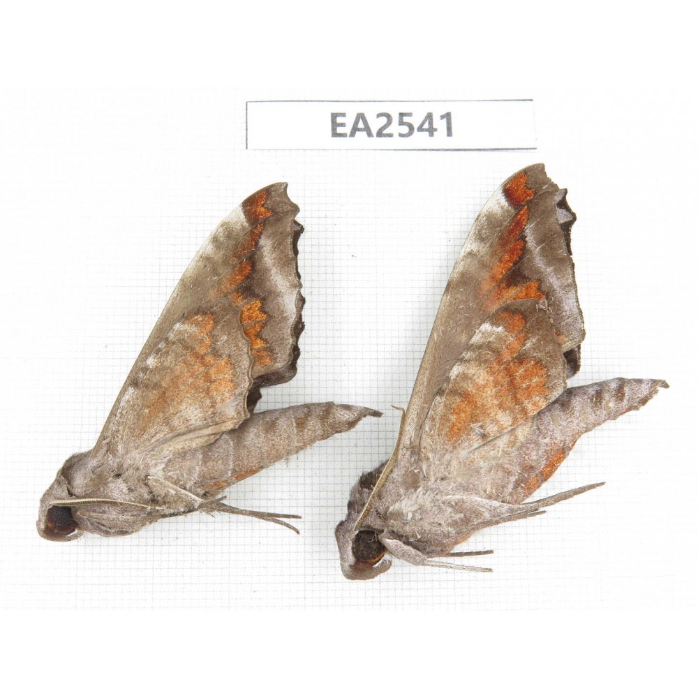 Sphingidae sp. China, W of Yunnan, Dali area, Yangbi county, S of Mt.Cangshan. 2Pcs. EA2541.