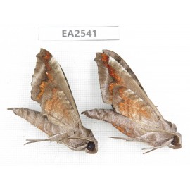 Sphingidae sp. China, W of Yunnan, Dali area, Yangbi county, S of Mt.Cangshan. 2Pcs. EA2541.