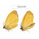 Moths sp. China, S of Yunnan, Puer area, Lancang county. 2Pcs. EA2549.