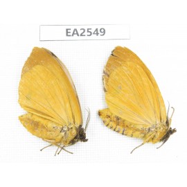 Moths sp. China, S of Yunnan, Puer area, Lancang county. 2Pcs. EA2549.