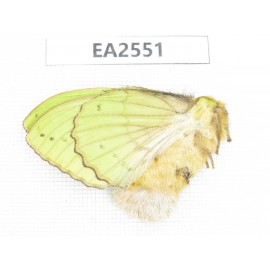 Moths sp. China, S of Yunnan, Puer area, Lancang county. 1Pcs. EA2551.