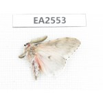 Moths sp. China, S of Yunnan, Puer area, Lancang county. 1Pcs. EA2553.