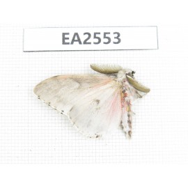 Moths sp. China, S of Yunnan, Puer area, Lancang county. 1Pcs. EA2553.
