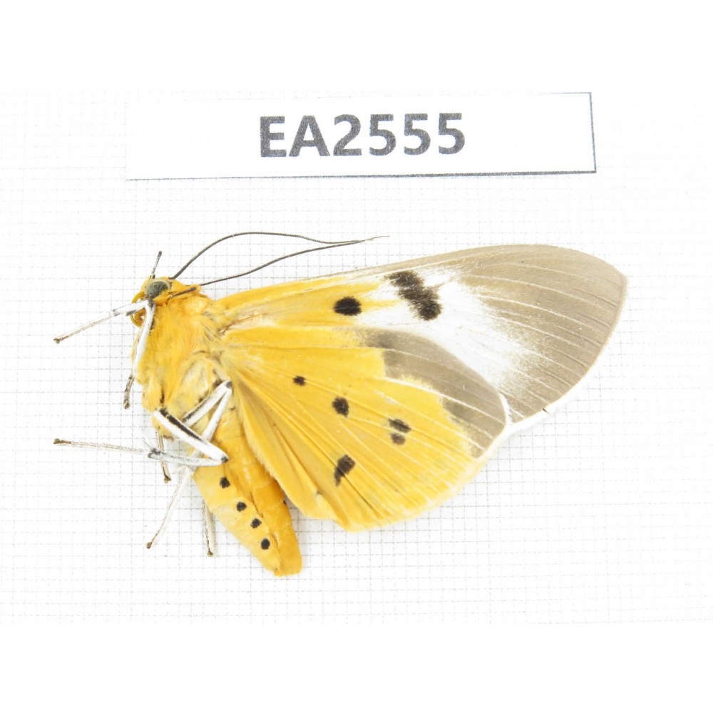 Arctiidae sp. China, S of Yunnan, Puer area, Lancang county. 1Pcs. EA2555.