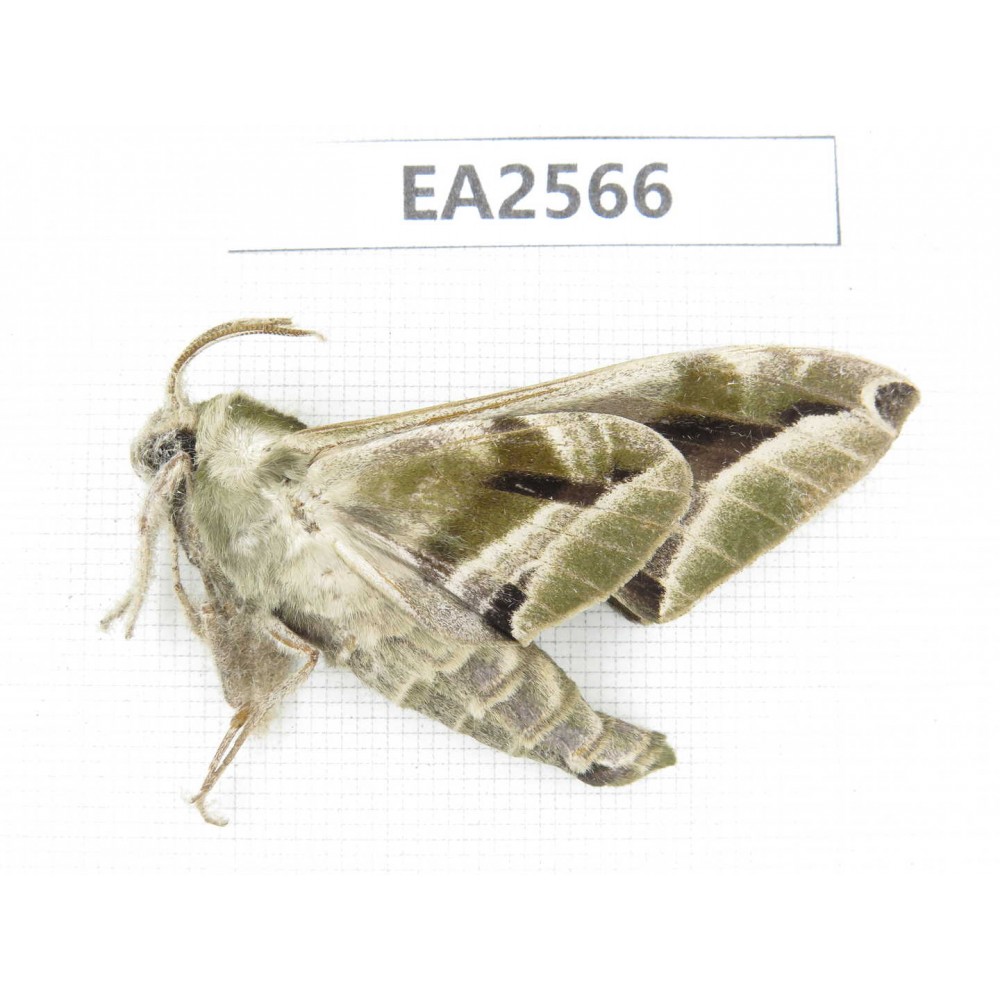 Sphingidae sp. China, S of Yunnan, Puer area, Lancang county. 1Pcs. EA2566.