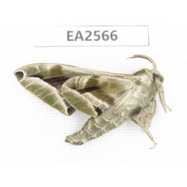Sphingidae sp. China, S of Yunnan, Puer area, Lancang county. 1Pcs. EA2566.
