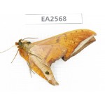 Sphingidae sp. China, S of Yunnan, Puer area, Lancang county. 1Pcs. EA2568.