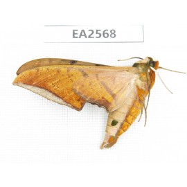 Sphingidae sp. China, S of Yunnan, Puer area, Lancang county. 1Pcs. EA2568.