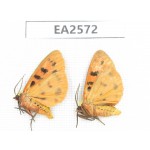 Arctiidae sp. China, Inner Mongolia, Hulunbeier, Mt.Daxinganling.2Pcs. EA2572.