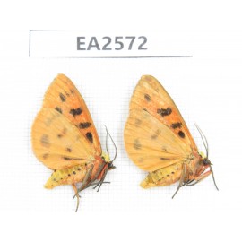 Arctiidae sp. China, Inner Mongolia, Hulunbeier, Mt.Daxinganling.2Pcs. EA2572.