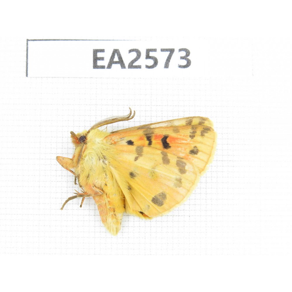 Arctiidae sp. China, Inner Mongolia, Hulunbeier, Mt.Daxinganling.1Pcs. EA2573.