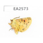 Arctiidae sp. China, Inner Mongolia, Hulunbeier, Mt.Daxinganling.1Pcs. EA2573.