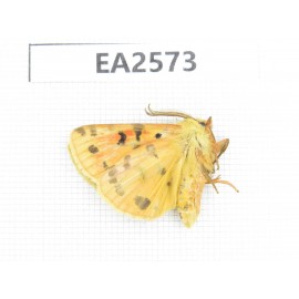 Arctiidae sp. China, Inner Mongolia, Hulunbeier, Mt.Daxinganling.1Pcs. EA2573.