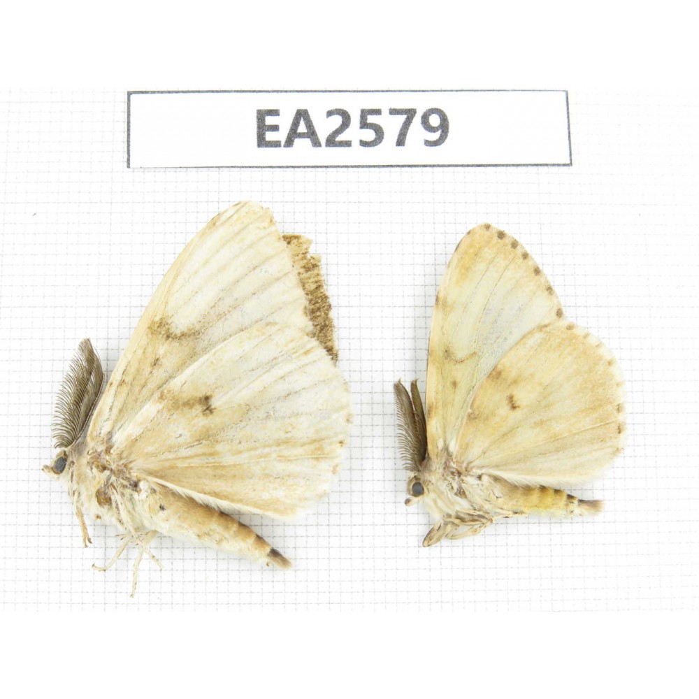 Moths sp. China, Inner Mongolia, Hulunbeier, Mt.Daxinganling.2Pcs. EA2579.