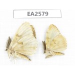 Moths sp. China, Inner Mongolia, Hulunbeier, Mt.Daxinganling.2Pcs. EA2579.
