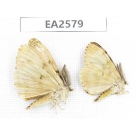 Moths sp. China, Inner Mongolia, Hulunbeier, Mt.Daxinganling.2Pcs. EA2579.