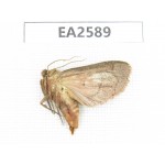Moths sp. China, Inner Mongolia, Hulunbeier, Mt.Daxinganling. 1Pcs. EA2589.