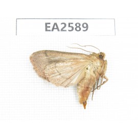Moths sp. China, Inner Mongolia, Hulunbeier, Mt.Daxinganling. 1Pcs. EA2589.