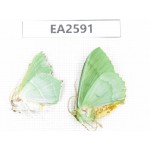 Geometridae sp. China, Inner Mongolia, Hulunbeier, Mt.Daxinganling. 2Pcs. EA2591.