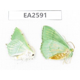 Geometridae sp. China, Inner Mongolia, Hulunbeier, Mt.Daxinganling. 2Pcs. EA2591.