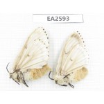 Moths sp. China, Inner Mongolia, Hulunbeier, Mt.Daxinganling. 2Pcs. EA2593.